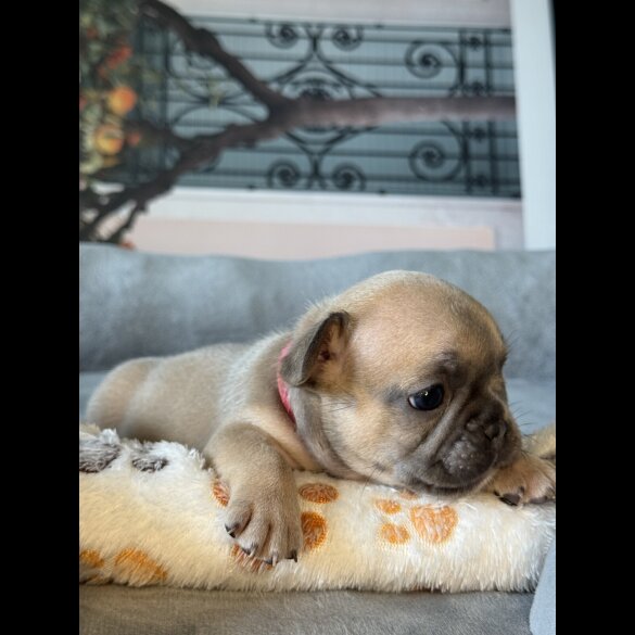 French Bulldog