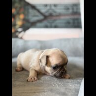 French Bulldog