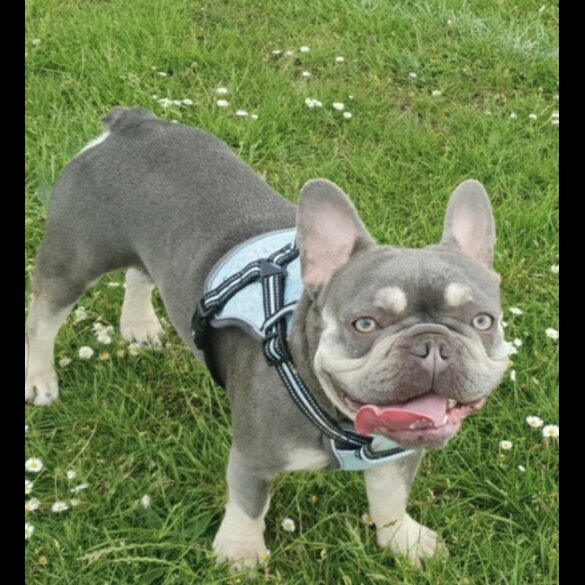 French Bulldog