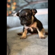 French Bulldog