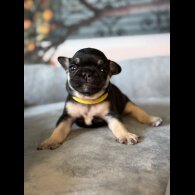 French Bulldog