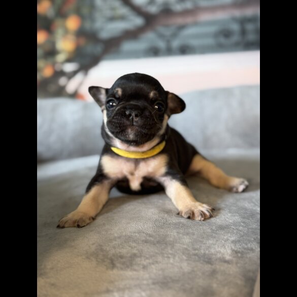 French Bulldog