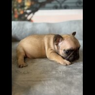 French Bulldog