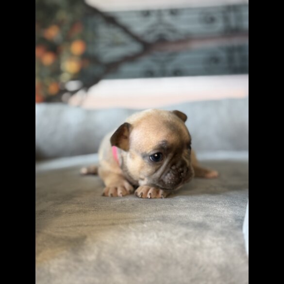 French Bulldog