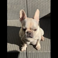 French Bulldog
