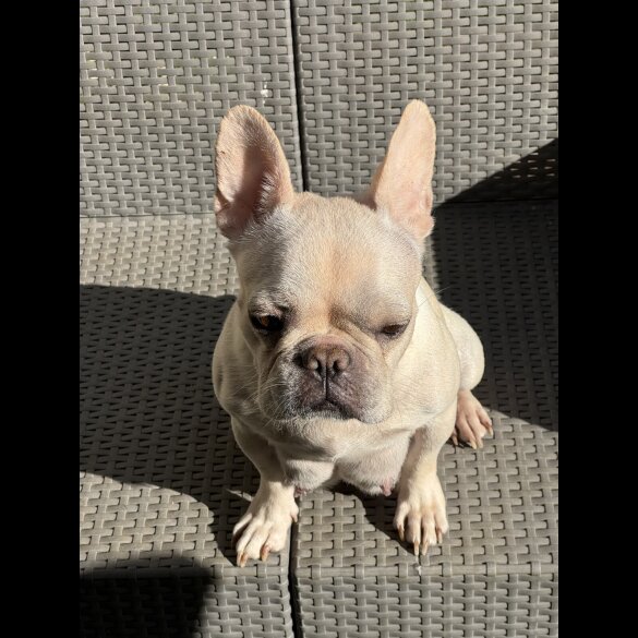 French Bulldog