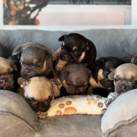 French Bulldog