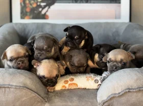 French Bulldog