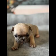 French Bulldog