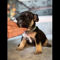 French Bulldog