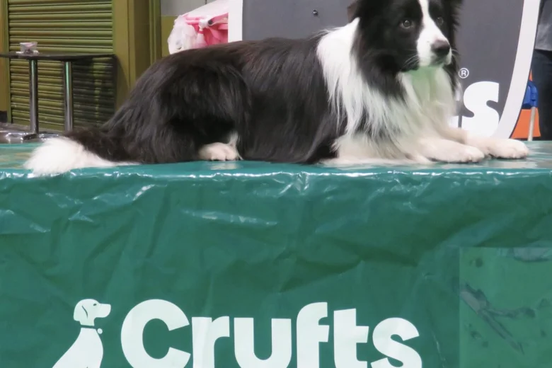 Border Collie