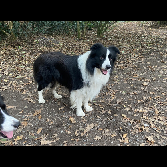 Border Collie