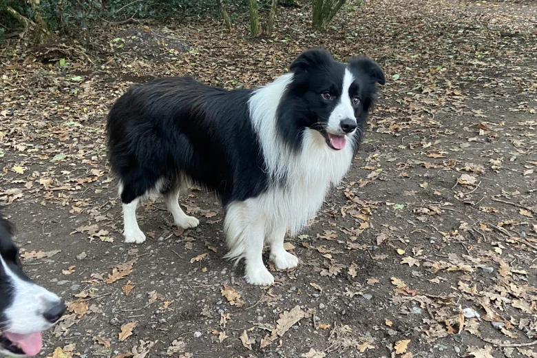 Border Collie