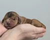 Cocker Spaniel (Show)
