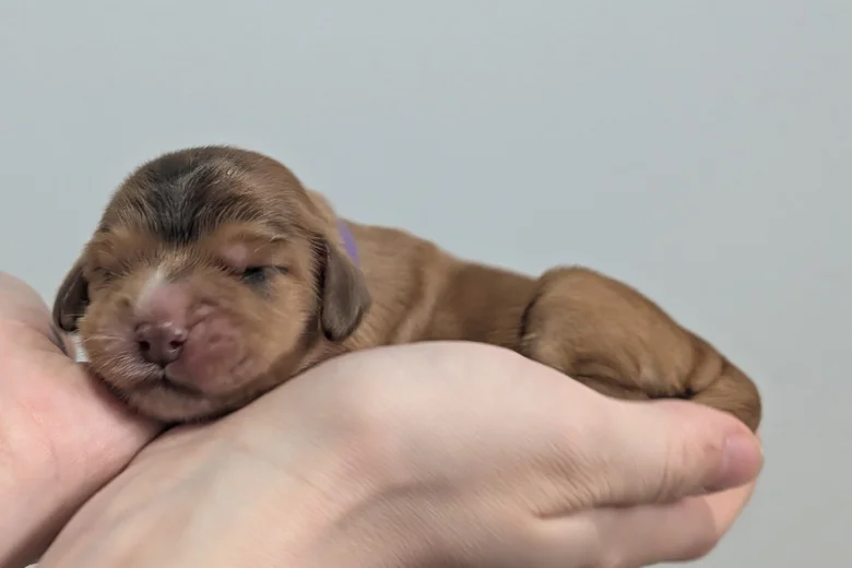Cocker Spaniel (Show)