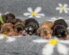 Cocker Spaniel (Show)