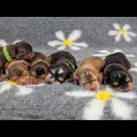 Cocker Spaniel (Show)