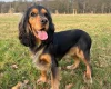 Cocker Spaniel (Show)