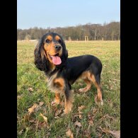 Cocker Spaniel (Show)