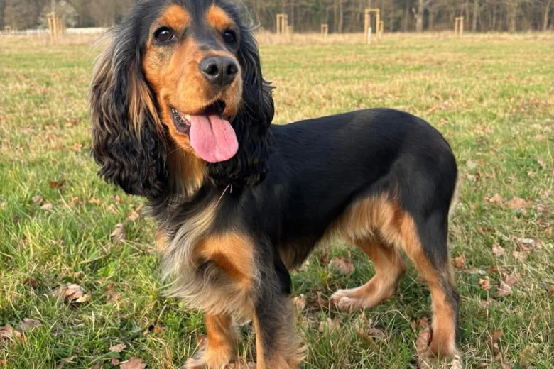 Cocker Spaniel (Show)