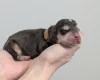 Cocker Spaniel (Show)