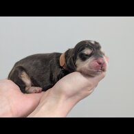 Cocker Spaniel (Show)