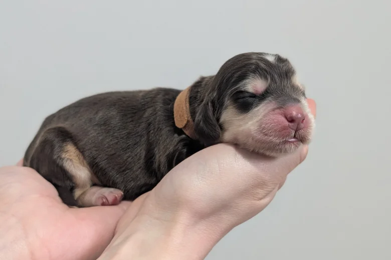 Cocker Spaniel (Show)