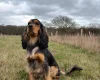 Cocker Spaniel (Show)