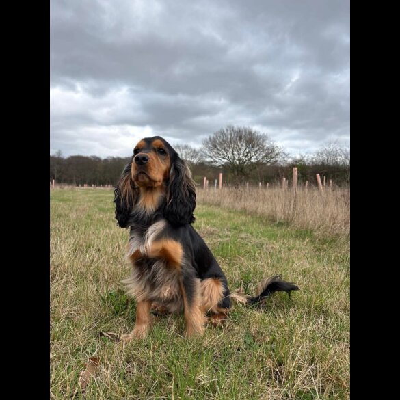 Cocker Spaniel (Show)