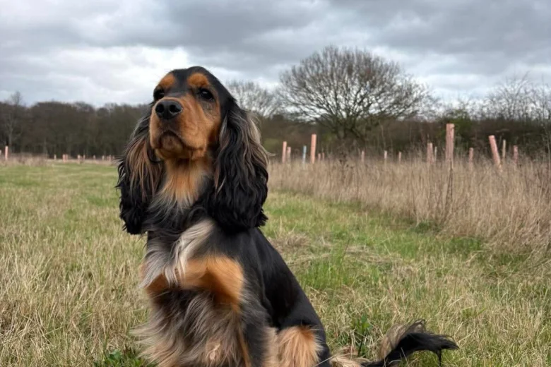 Cocker Spaniel (Show)
