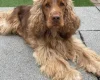 Cocker Spaniel (Show)