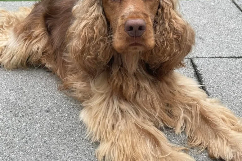 Cocker Spaniel (Show)
