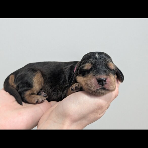 Cocker Spaniel (Show)