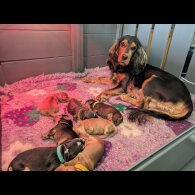 Cocker Spaniel (Show)