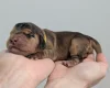 Cocker Spaniel (Show)