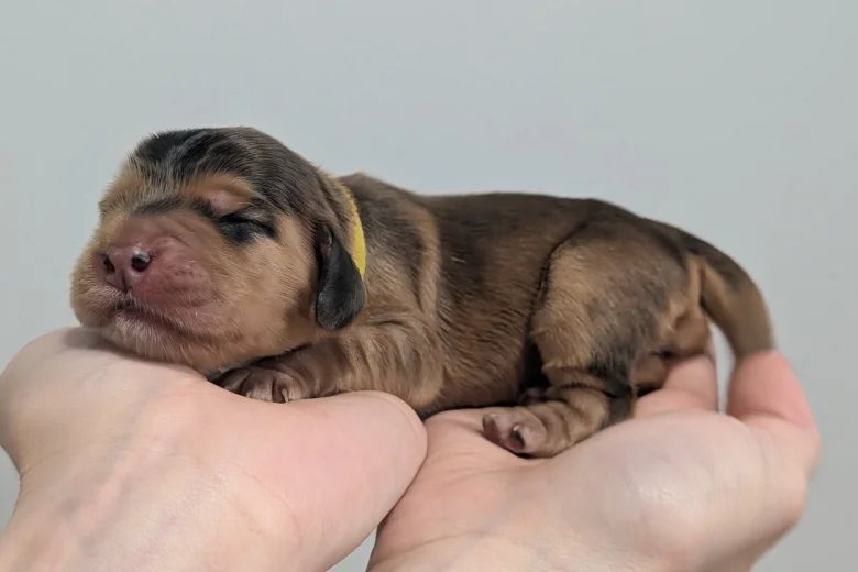 Cocker Spaniel (Show)