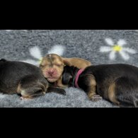 Cocker Spaniel (Show)