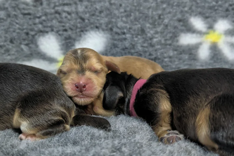 Cocker Spaniel (Show)