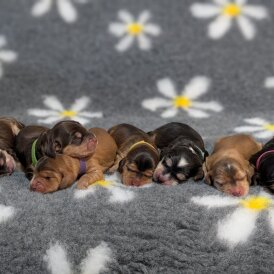 Cocker Spaniel (Show)