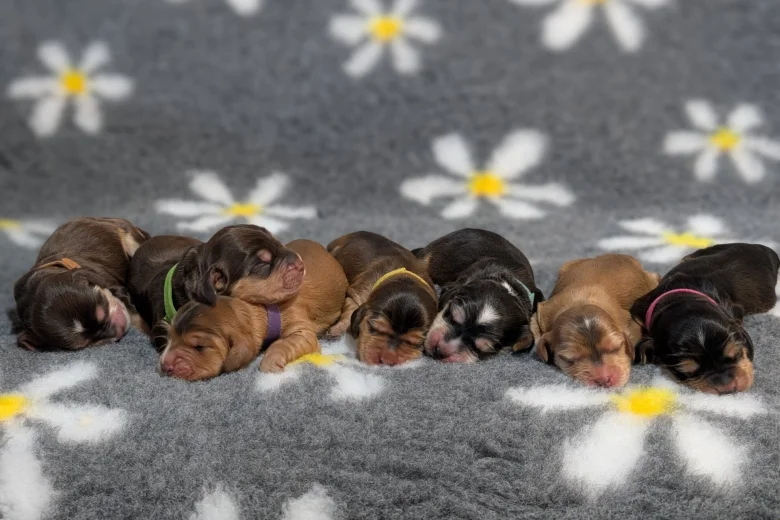 Cocker Spaniel (Show)