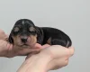 Cocker Spaniel (Show)