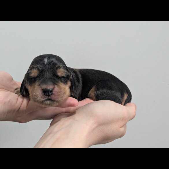 Cocker Spaniel (Show)