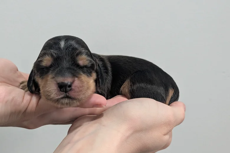 Cocker Spaniel (Show)