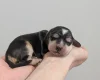 Cocker Spaniel (Show)