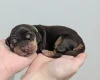 Cocker Spaniel (Show)