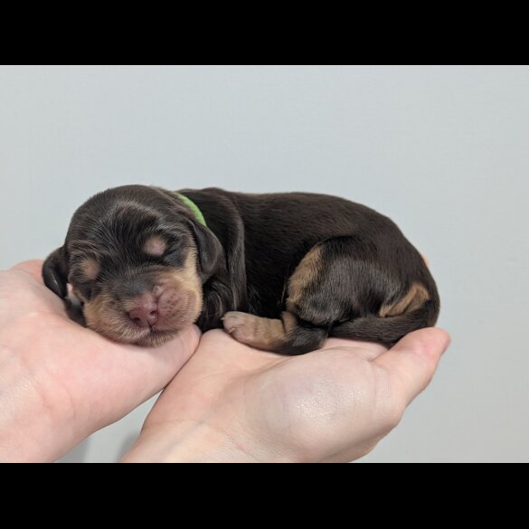 Cocker Spaniel (Show)