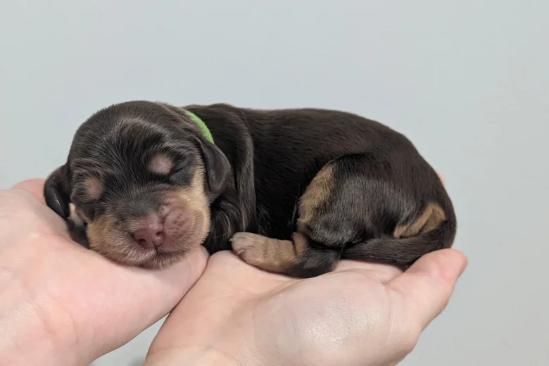 Cocker Spaniel (Show)