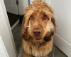 Cocker Spaniel (Show)