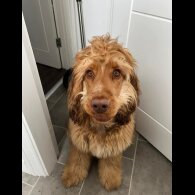 Cocker Spaniel (Show)