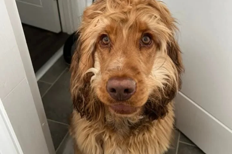Cocker Spaniel (Show)
